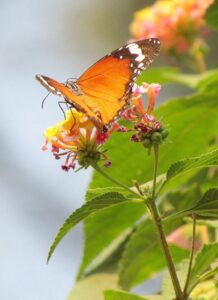 butterfly_Fotor